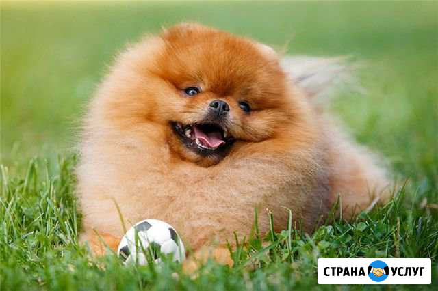 Выгул собак Йошкар-Ола - изображение 1