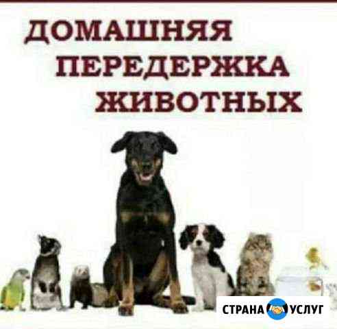 Передержка Барнаул