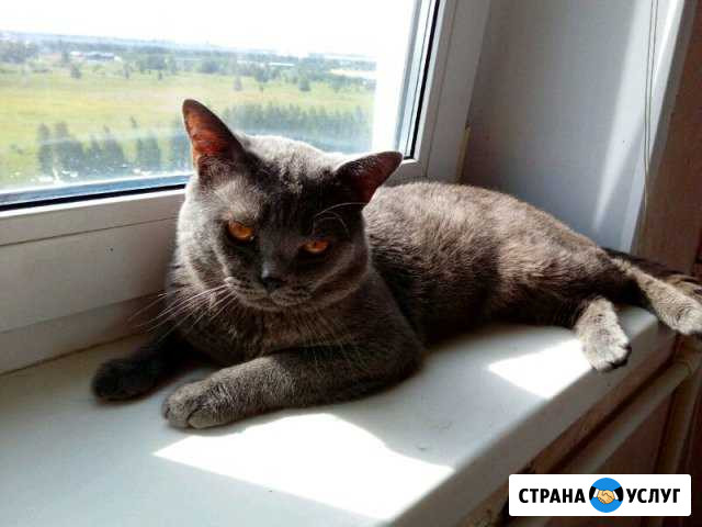 Британский кот вязка, вязка с котом Набережные Челны - изображение 1