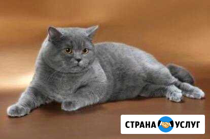 Чистокровный британец на вязку Салават - изображение 1