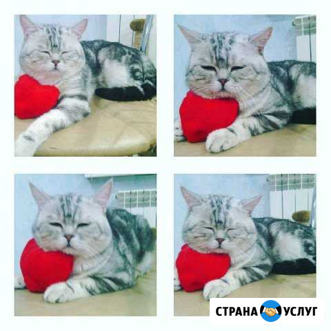 Вязка с опытным Шотландским котом Бугуруслан - изображение 1