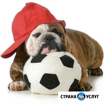 Гостиница для домашних животных Пермь - изображение 1