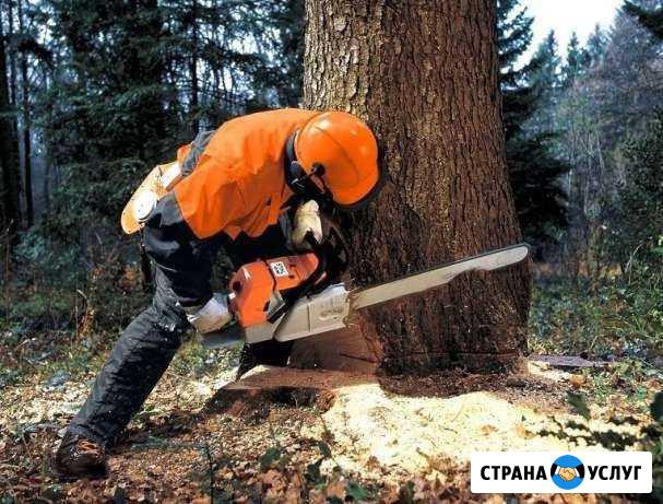 Спил,скос травы,вывоз мусора, уборка дач Волгоград - изображение 1