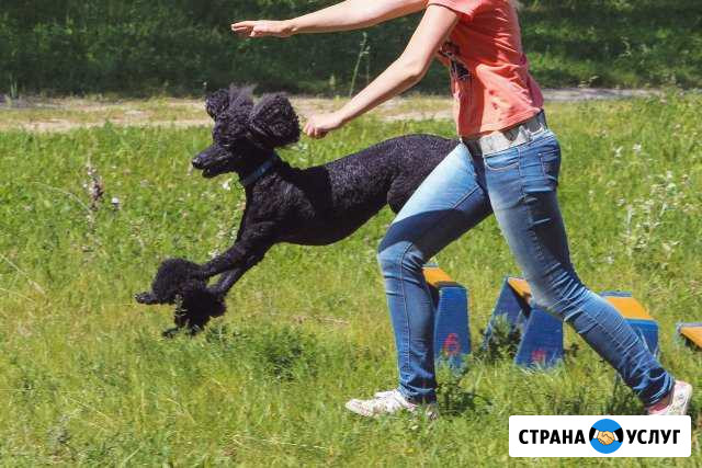Дрессировка собак всех пород (в т. ч. мелких ) Белгород - изображение 1
