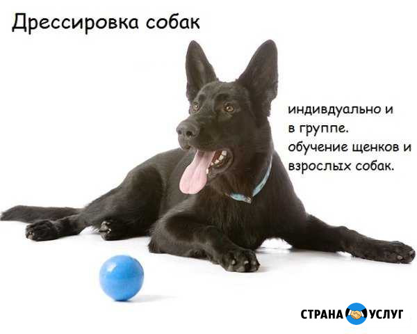 Дрессировка/ передержка собак Курск - изображение 1