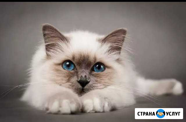 Передержка Нижневартовск - изображение 1