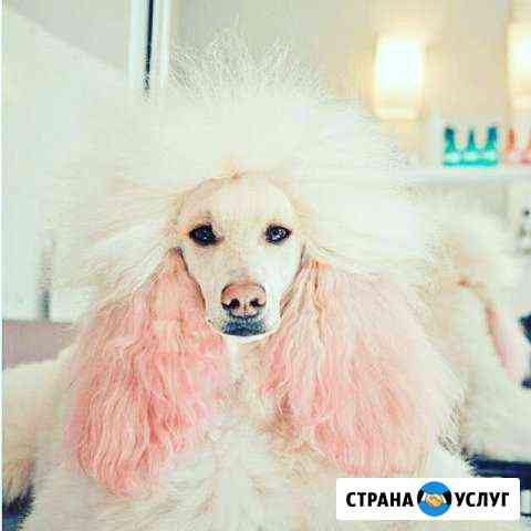 Стрижка собак, Груминг Нижний Новгород