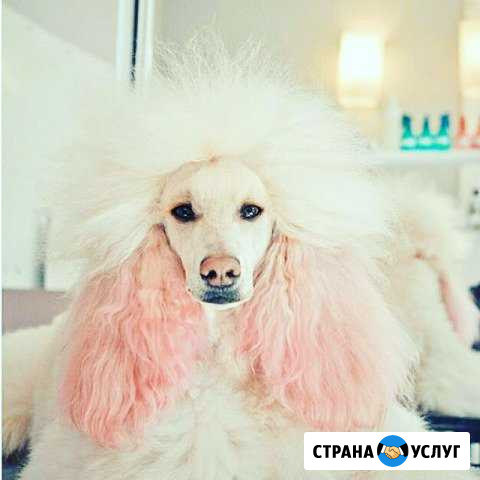 Стрижка собак, Груминг Нижний Новгород - изображение 1