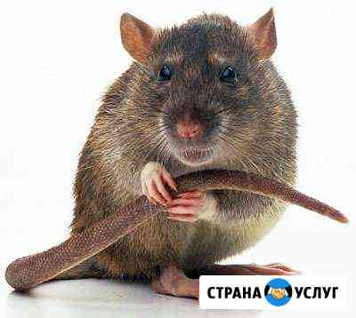 Передержка Краснодар