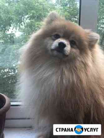 Ищем девочку для вязки (шпиц) Иркутск Иркутск