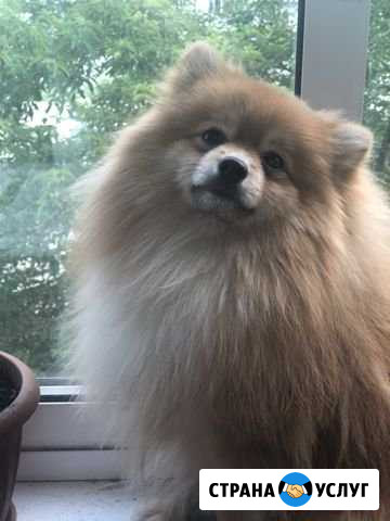 Ищем девочку для вязки (шпиц) Иркутск Иркутск - изображение 1