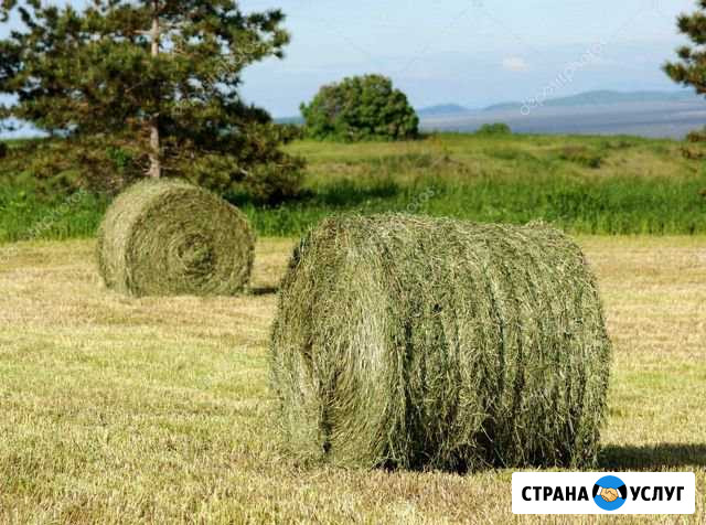 Сено в рулонах Вятские Поляны - изображение 1