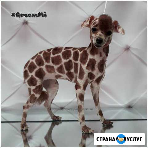 Студия груминга GroomMi. Стрижка собак и кошек Миасс - изображение 1