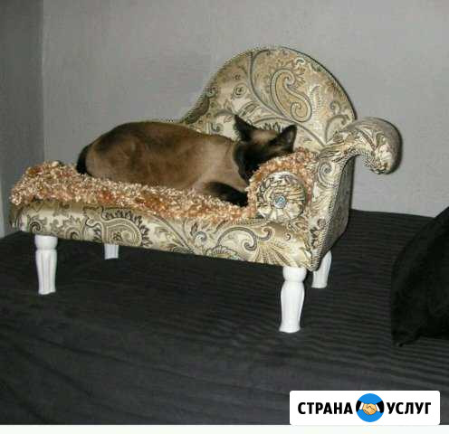 Передержка кошек и собак Усть-Илимск - изображение 1