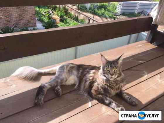 Передержка домашних питомцев Нижний Новгород
