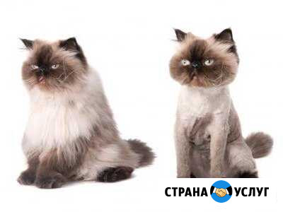Стрижка кошек Благовещенск - изображение 1