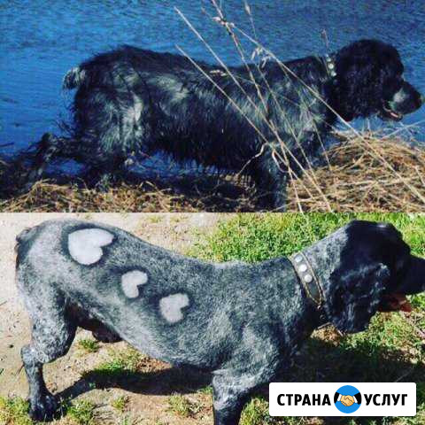 Стрижка домашних животных Великий Новгород - изображение 1