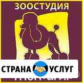 Стрижка и тримминг собак в салоне. юао Москва Москва