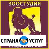 Стрижка и тримминг собак в салоне. юао Москва Москва - изображение 1