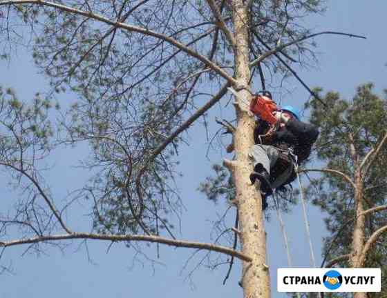 Спил деревьев любой сложности Усть-Лабинск