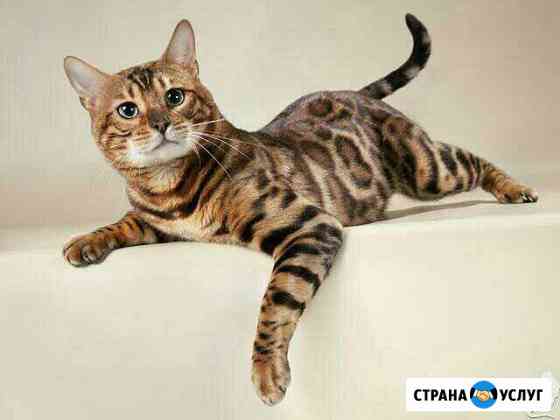 Коты на вязку Кохма