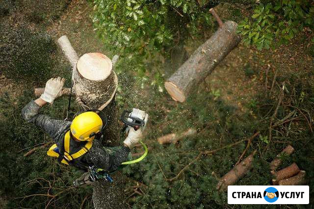 Спил деревьев, кронирование, утилизация веток Ижевск - изображение 1