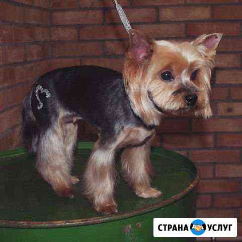 Стрижка собак и кошек, салон «Крошка Пудель» Курск