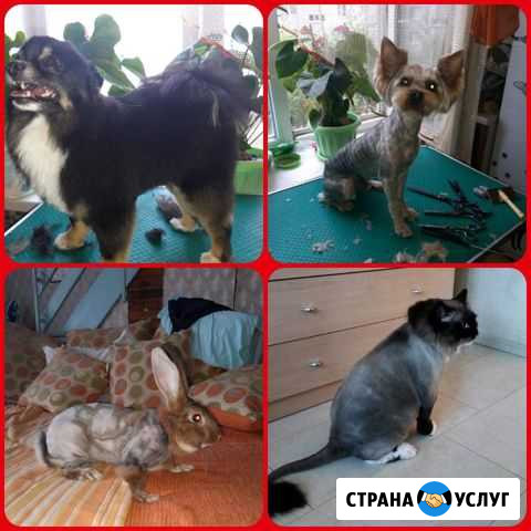 Стрижка и триминг собак, кошек, кроликов Красноярск - изображение 1