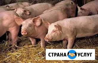 Мясо свинины Волгодонск - изображение 1