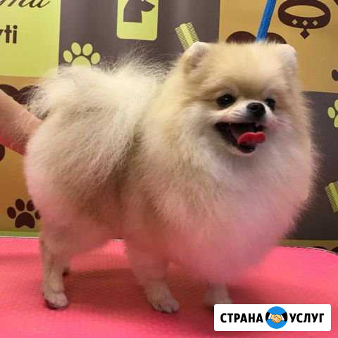 Породный груминг шпица Смоленск - изображение 1