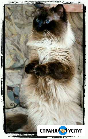 Вязка невская маскарадная Санкт-Петербург - изображение 1