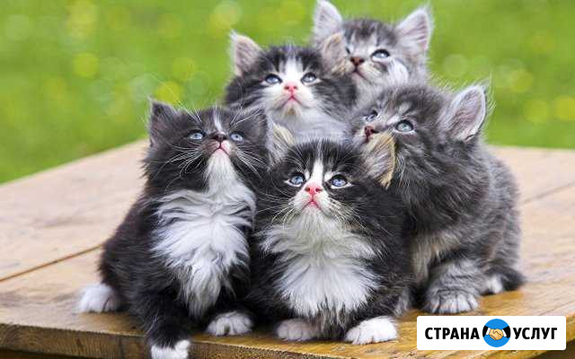 Передержка кошек Череповец - изображение 1