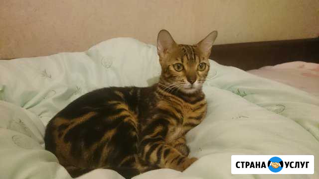 Ищу кота для вязки Балаково - изображение 1
