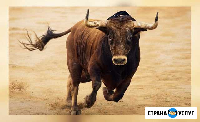 Продам мясо Магнитогорск - изображение 1