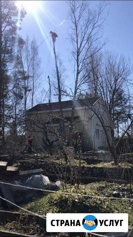 Спил деревьев Санкт-Петербург - изображение 1