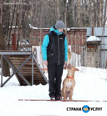 Дрессировка собак Тула - изображение 1