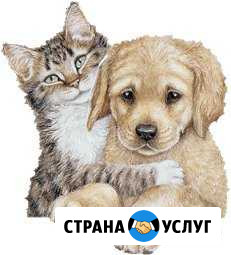 Пушистая продленка - передержка Краснодар - изображение 1