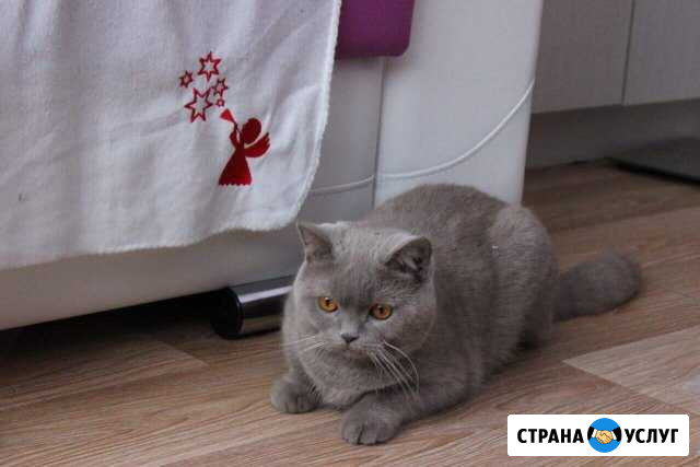Вязка Саранск - изображение 1
