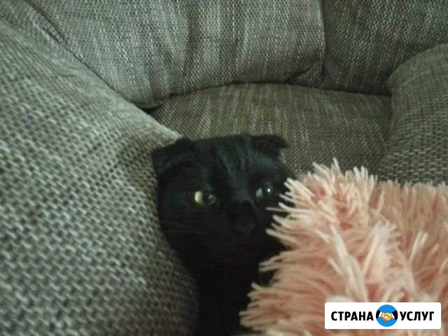 Присмотрю за вашей кошкой Батайск - изображение 1