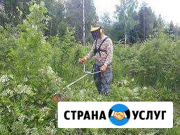 Снос ветхих деревьев расчистка участков Сочи - изображение 1