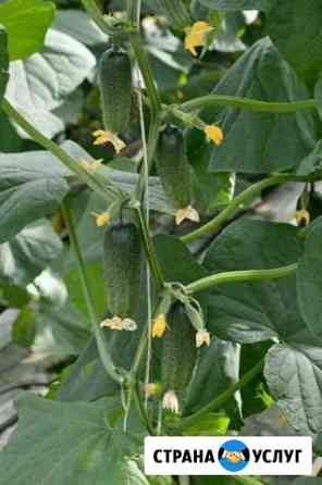 Продукция с огорода продаю Новосибирск