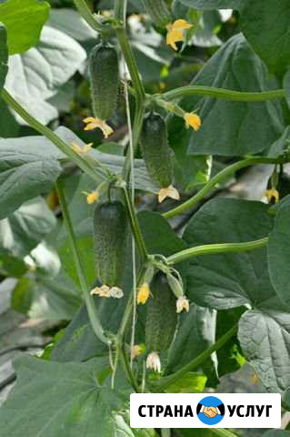 Продукция с огорода продаю Новосибирск - изображение 1