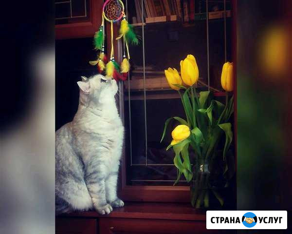 Передержка для Ваших любимых питомцев Бийск - изображение 1