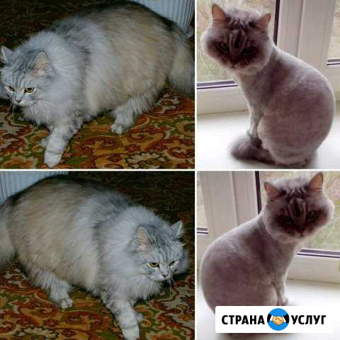 Стрижка кошек, котов (без наркоза) Рубцовск - изображение 1