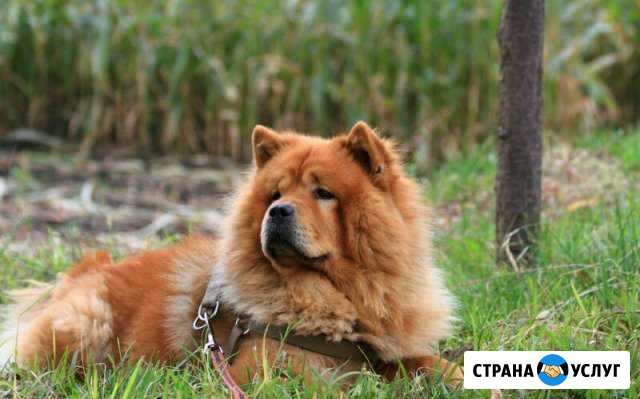 Кобель чау-чау Тамбов - изображение 1