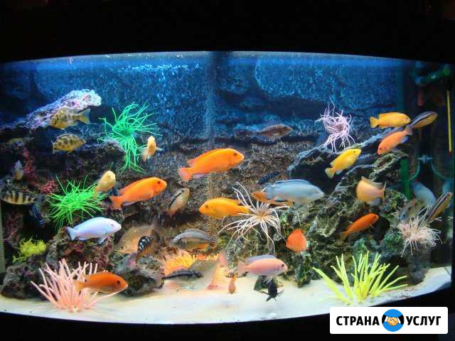 Обслуживание Аквариумов любой сложности Магнитогорск - изображение 1