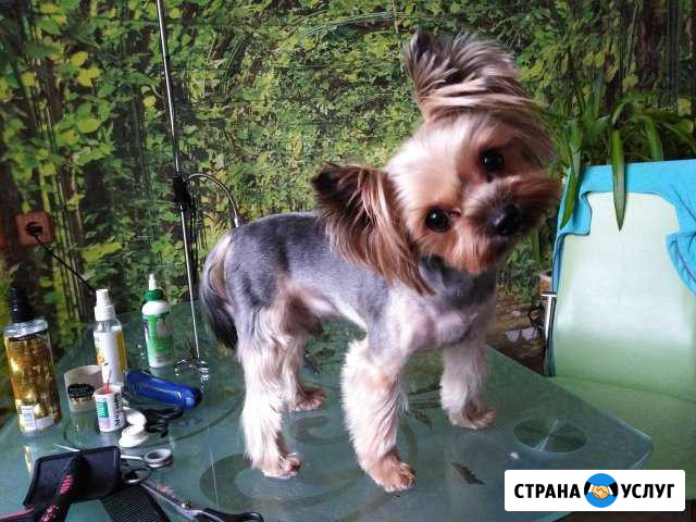 Стрижка собак/ уз чистка зубов Москва - изображение 1