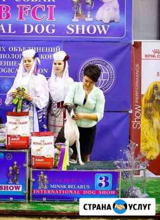 Хендлер подготовка к выставкам Шахты