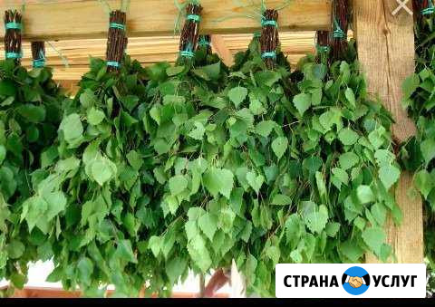 Веники для бани Стародуб - изображение 1