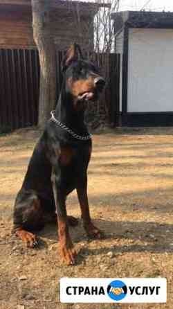 Фотосессия с доберманом Москва